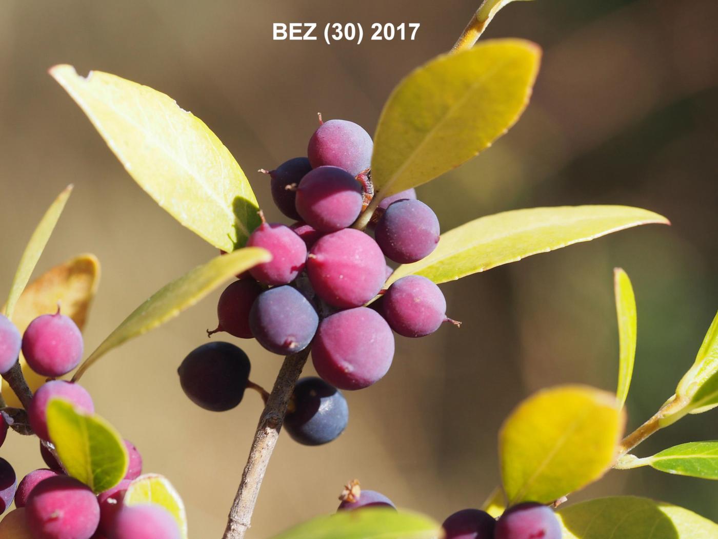 Privet, Evergreen fruit